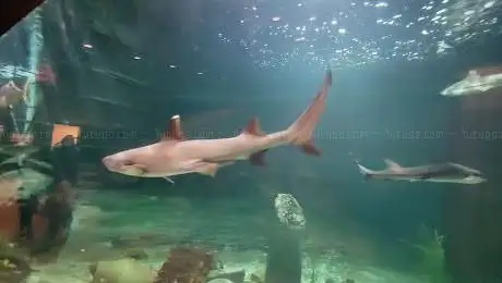Photo de Blue Reef