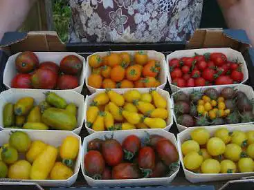 Photo de Grands Raies Garden