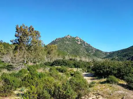 Foresta di Crastazza-Tepilora