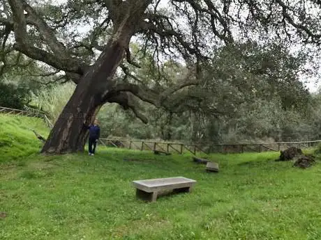 Sughera monumentale di Crisciuléddu