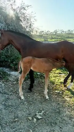 Photo de Finca La Paz