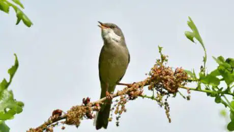 Vogelkijkpunt Beleven