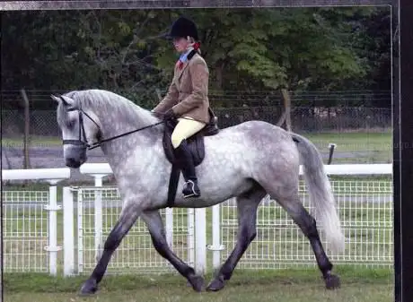 Photo de Holt's Equestrian Centre