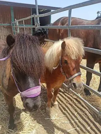 Photo de A.s.d. Del Cavallo Barocco