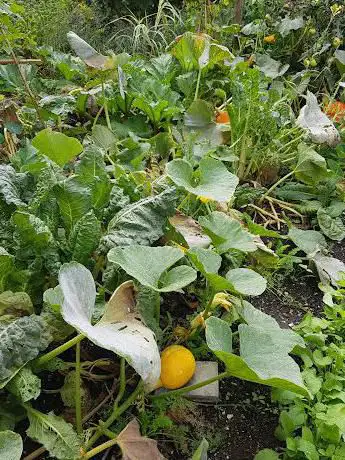 Photo de Abbey Physic Community Garden