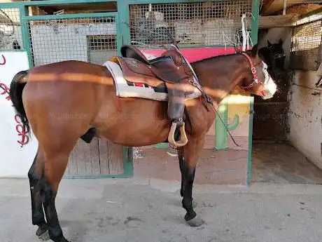 Photo de ASD HorseLand Ranch