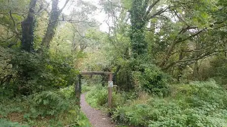 Holyland Wood