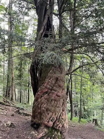 Photo de If millénaire de Crémines - Plus vieil arbre de Suisse (1'500 ans)
