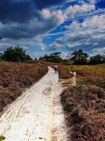 Sterrenplekje TenHaagdoorn heide