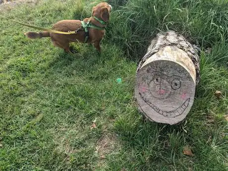 Photo de Caga Tió