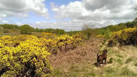 Photo de Syderstone Common