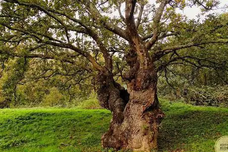 Photo de Vallée du Restic