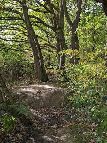Tunnel Woods
