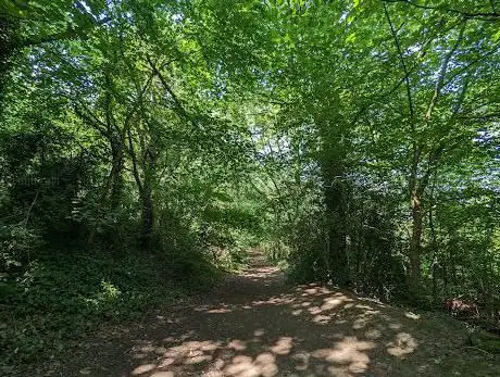 Coneygree Wood