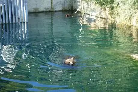 Fosse aux ours de Berne