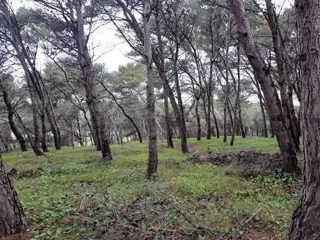 Photo de Pineta di Platamona