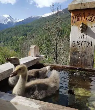 Photo de Forest Lodge