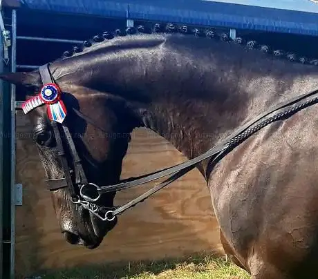 Photo de Foston Lodge Stables