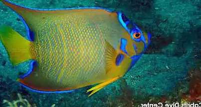 Photo de Cabrits Dive Center