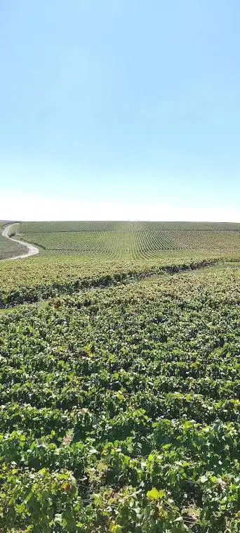 Point de vue de Tauxières-Mutry