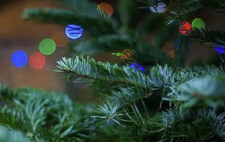 Photo de Crabtree Christmas Trees