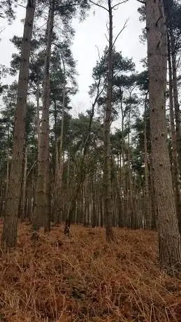 Photo de Wychwood Forest