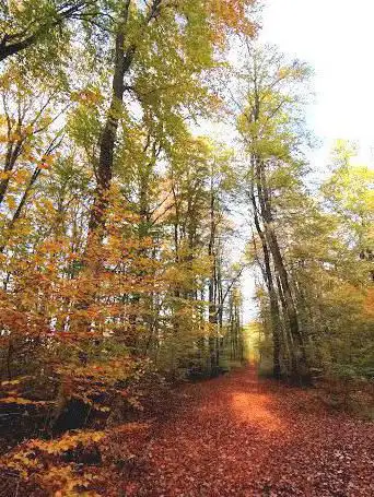 Photo de Sentier nature et forêt Beetebuerger Bësch
