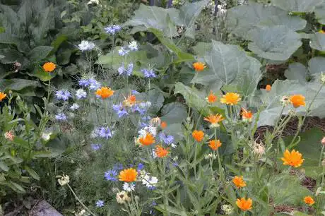 Le Fabuleux Jardin