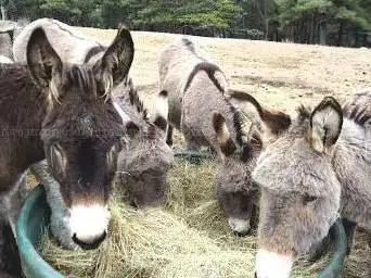 Photo de Mont'Ânes