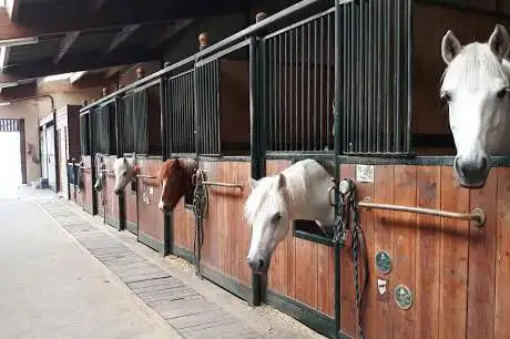 Photo de Les Ecuries du Rosey poney-club