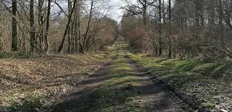 Dominical Florennes Woods