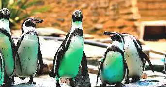 Birdworld
