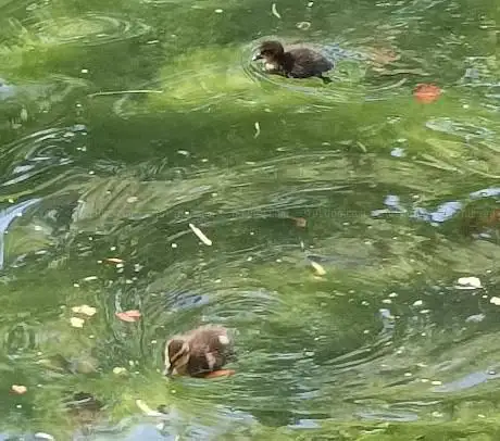 Photo de Federation Des Parcs Naturels De Wallonie
