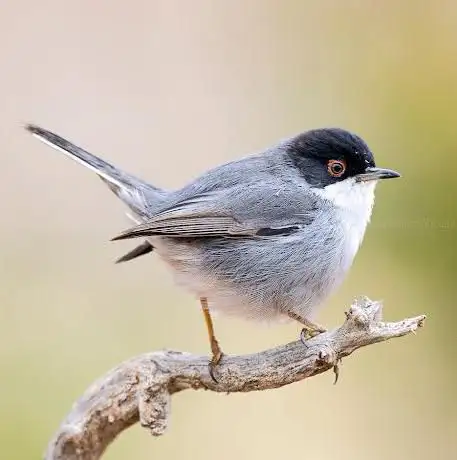 Photo de Naturanavas