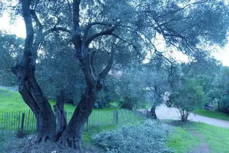 Forêt Fabregas