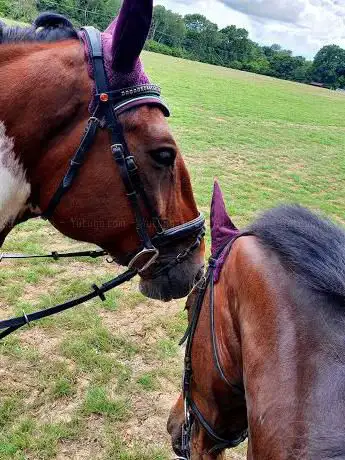 Photo de Maple Farm Liveries and Stables