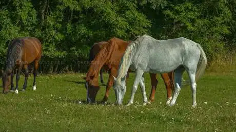 Photo de Ayrshire Equitation Centre