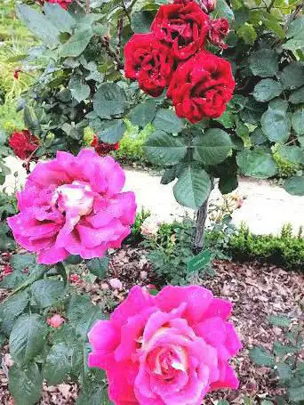 Photo de Jardin Botanique et Roseraie