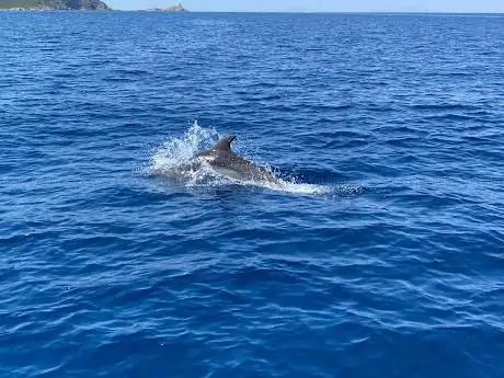 San Paulu - Bateau de Promenades en Mer - Sortie Dauphins - Pêche - Au Cap Corse