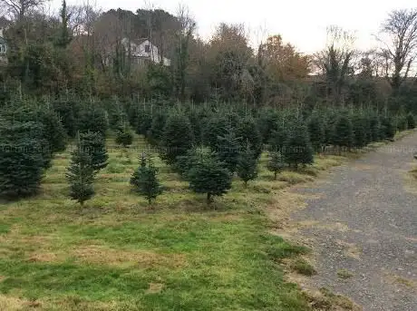 Cambrose Christmas Tree Farm