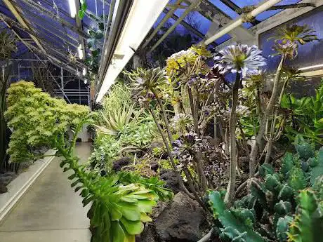 Zurich Succulent Plant Collection