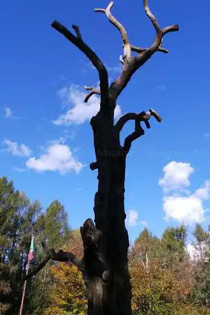 Photo de Bosco delle Castagne