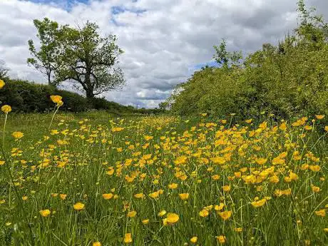 Photo de Rugby Diamond Wood Country Park