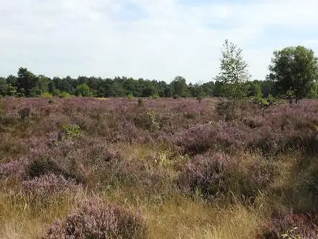 Heide natuur