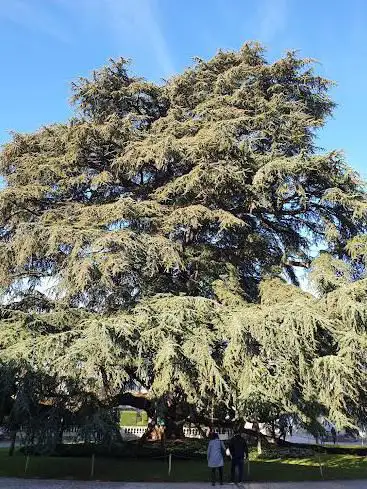 Photo de Le Cèdre du Liban