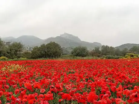 Campo di Papaveri