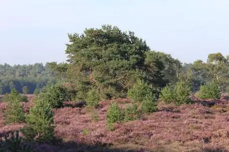 Heuvelse Heide