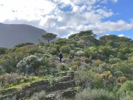 Pineta di Is Compinxius
