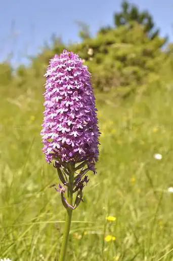 Photo de Le coteau aux orchidées de Saint Maurice de Tavernole
