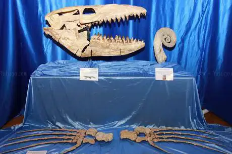 Photo de Museo Carsico Geologico e Paleontologico - OdV